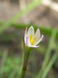 Zephyranthes minima