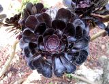 Aeonium arboreum разновидность atropurpureum. Верхушка растения с розеткой листьев. Франция, Приморские Альпы, г. Сен-Жан-Кап-Ферра, вилла Эфрусси-де-Ротшильд, парк, сад кактусов. 20.06.2012.