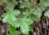 Potentilla arenosa