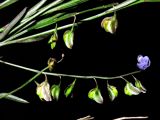 Polygala tenuifolia