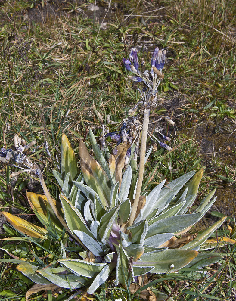 Image of Primula turkestanica specimen.