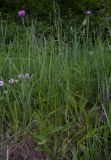 Cirsium pannonicum