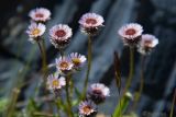 genus Erigeron