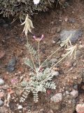 Astragalus petraeus