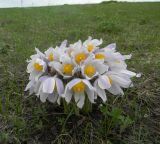 Pulsatilla multifida