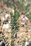 Vicia ervilia