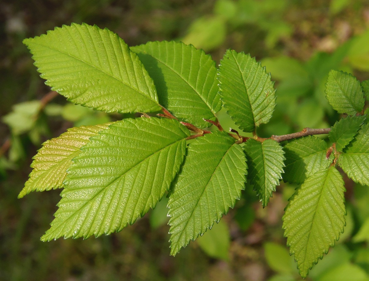 Изображение особи Ulmus pumila.