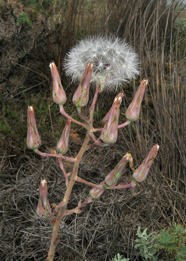 Изображение особи Lactuca tuberosa.