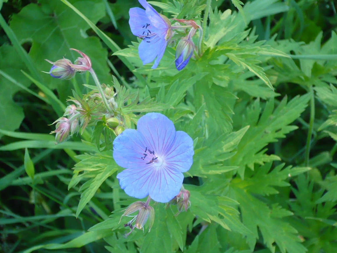 Изображение особи Geranium pratense.