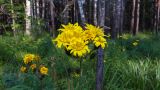 Hieracium umbellatum