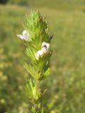 Euphrasia stricta