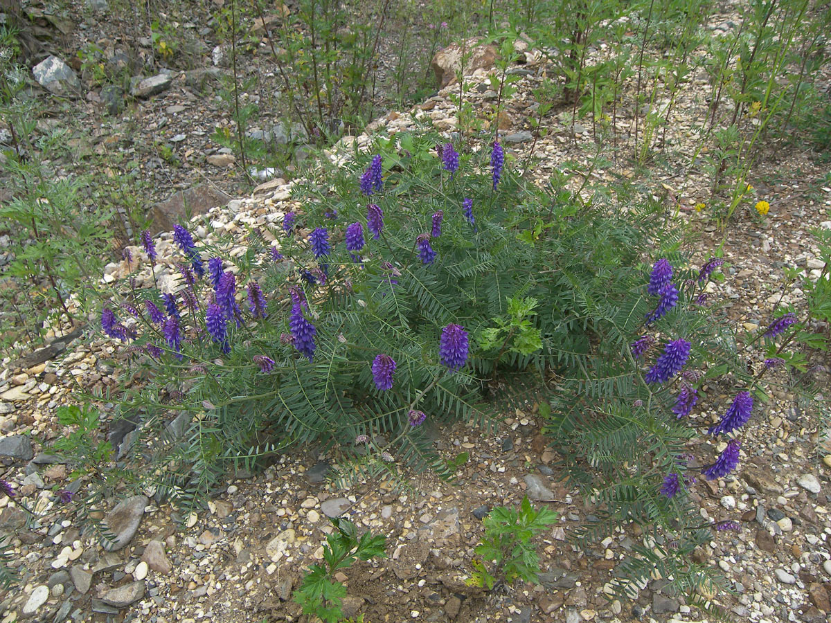 Изображение особи Vicia grossheimii.