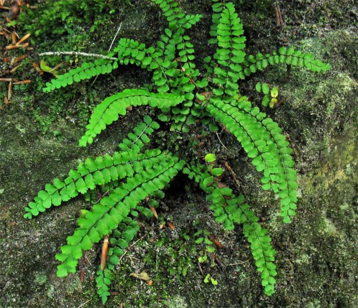 Изображение особи Asplenium trichomanes.