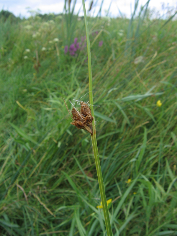 Image of Bolboschoenus planiculmis specimen.