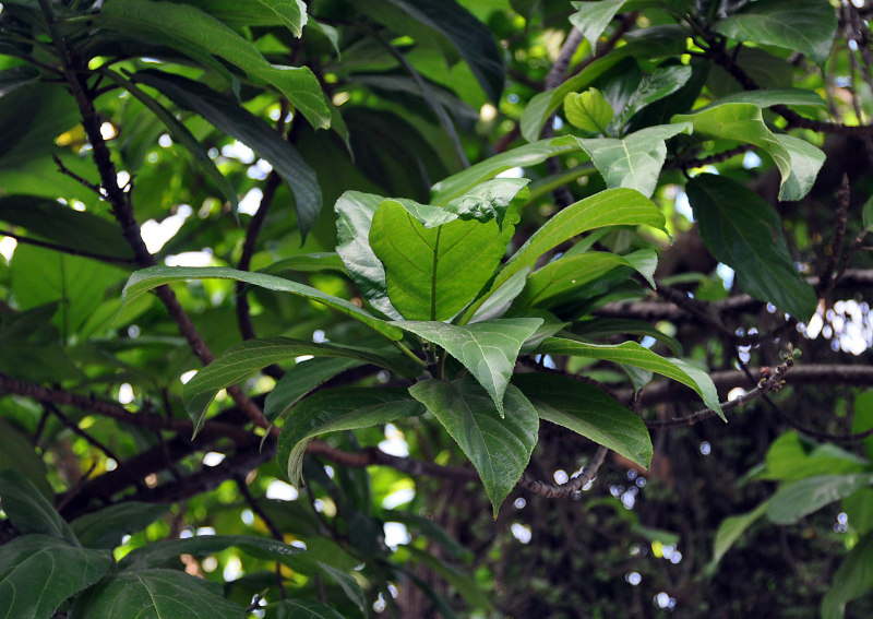 Изображение особи Ficus hispida.