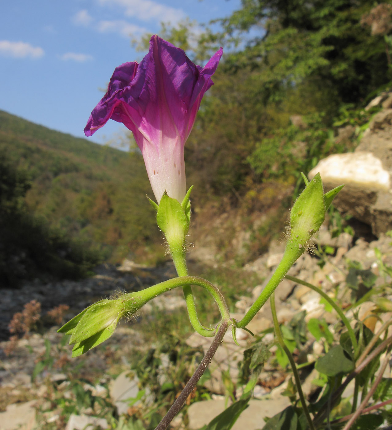 Image of Ipomoea purpurea specimen.