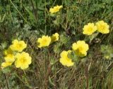 Potentilla recta