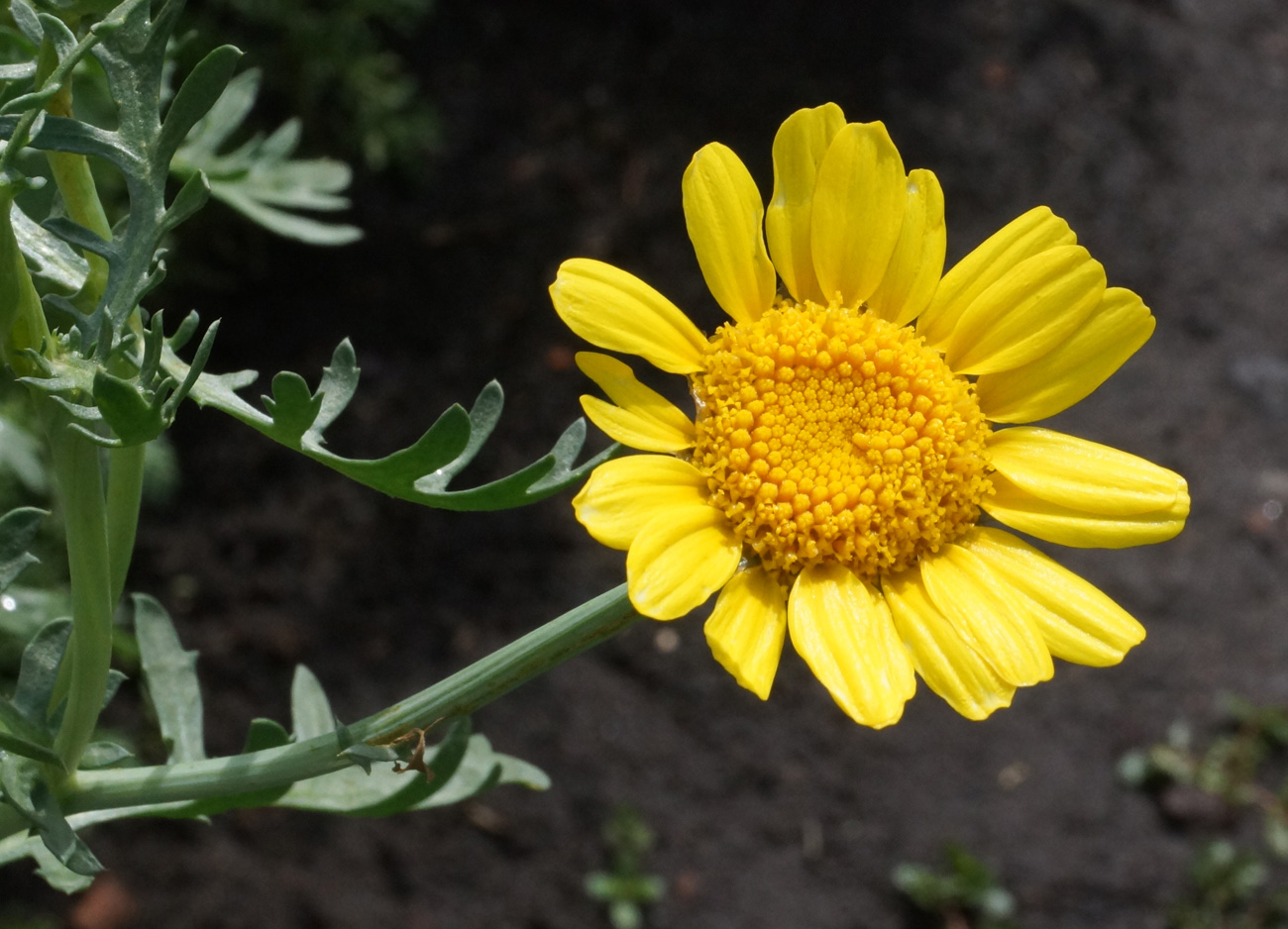 Изображение особи Glebionis coronaria.