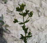 Hypericum perforatum. Соцветие. Белгородская обл., Губкинский р-н, зап. «Белогорье», Ямская степь. 14 июня 2009 г.