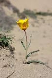 Tulipa lehmanniana