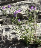 Campanula taurica. Цветущее растение на каменной стене. Украина, Хмельницкая обл., г. Каменец-Подольский, крепость. 19 августа 2008 г.