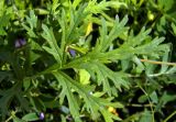 Erodium stephanianum