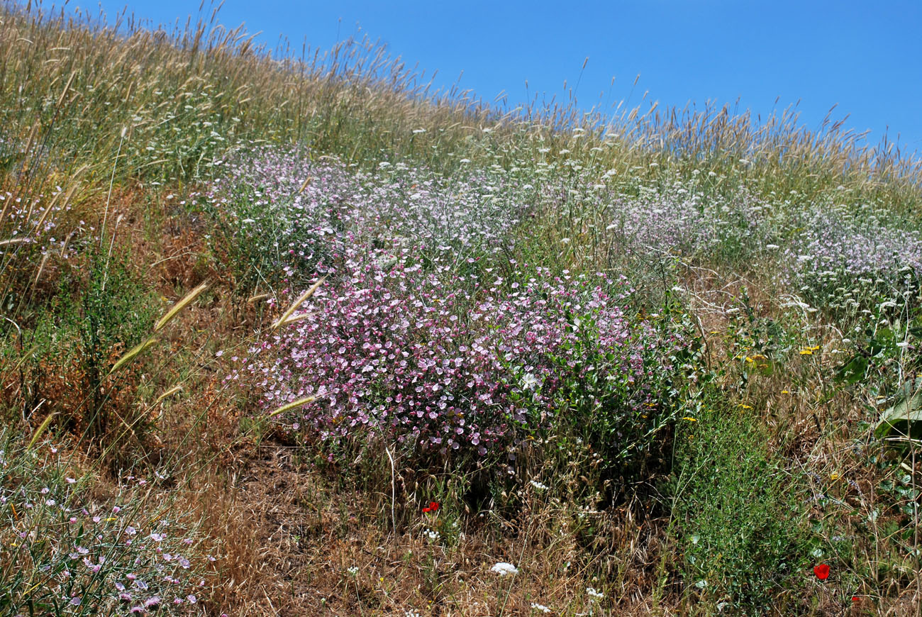 Изображение особи Convolvulus subhirsutus.