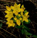 Haplophyllum thesioides