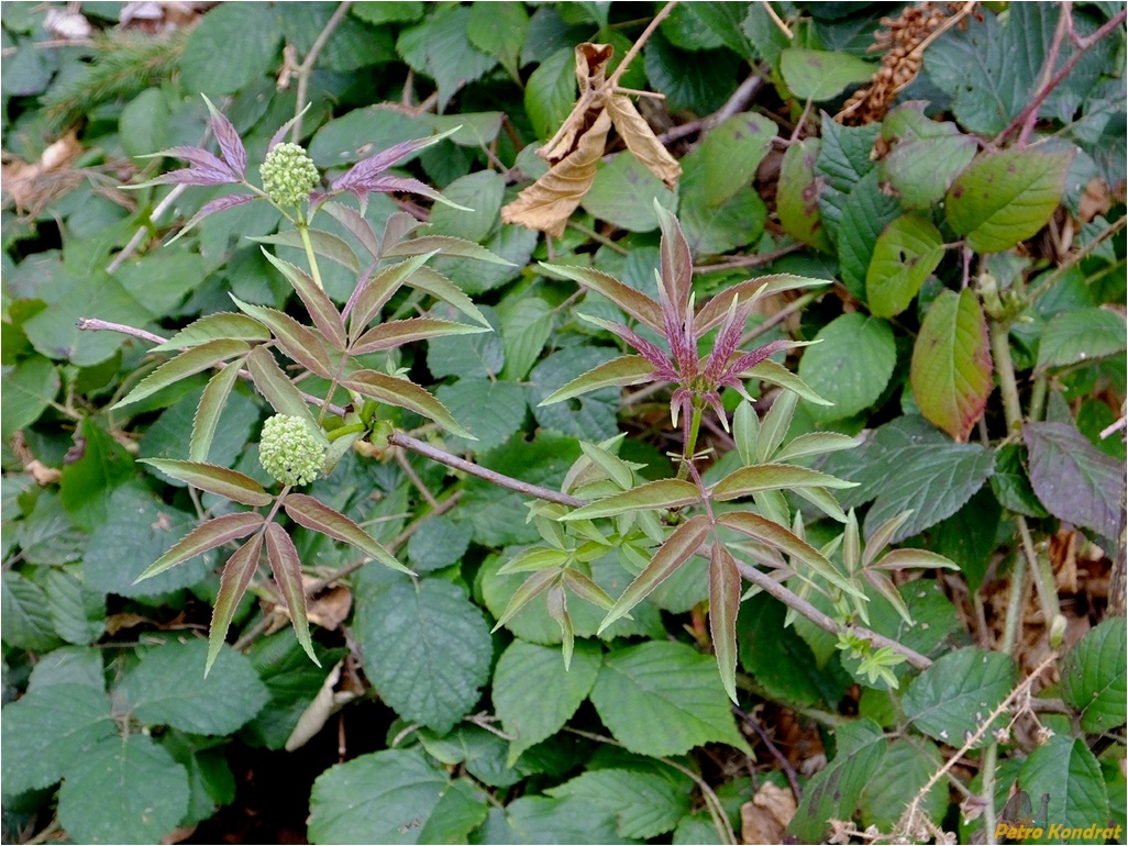 Изображение особи Sambucus racemosa.