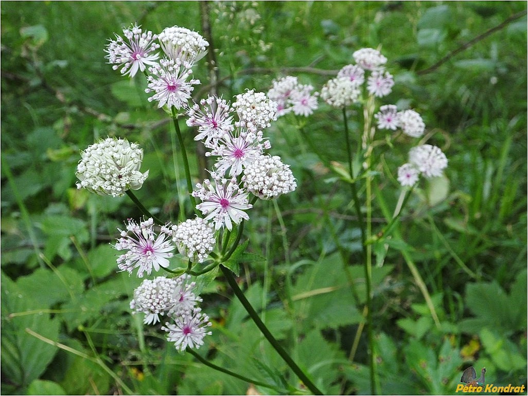 Изображение особи Astrantia major.