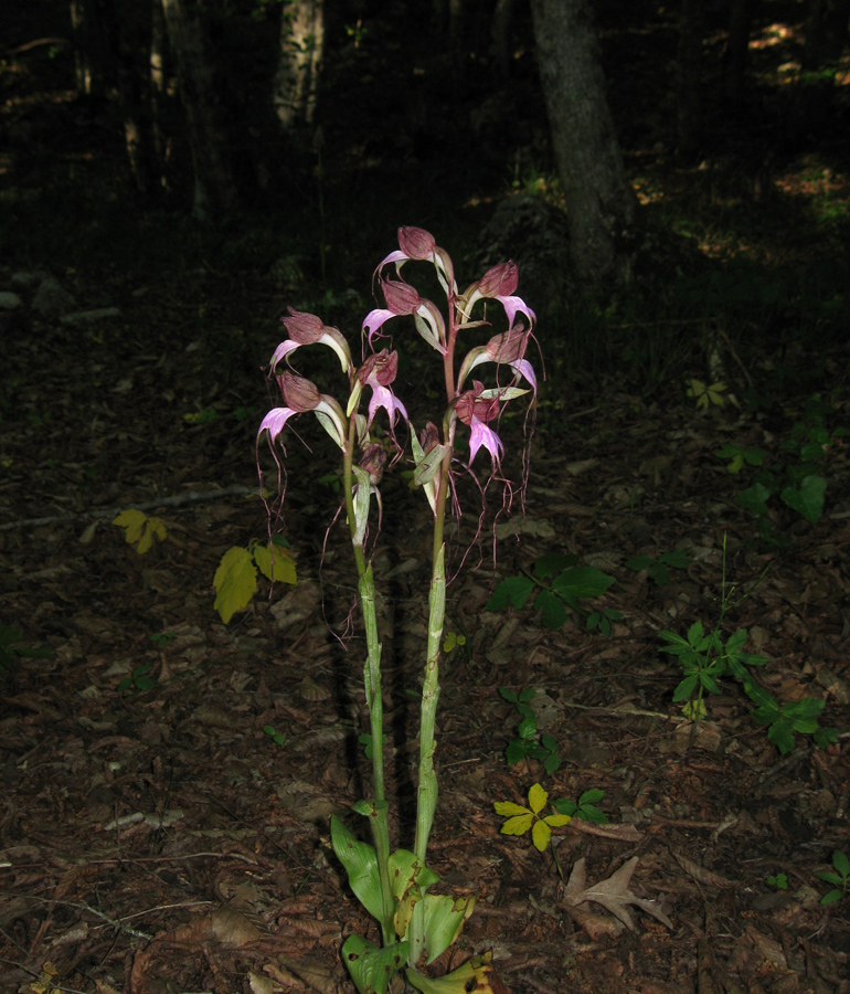 Image of Himantoglossum comperianum specimen.