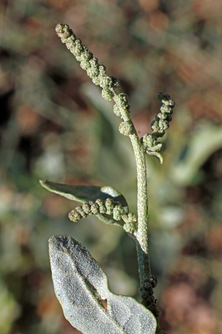 Изображение особи Atriplex aucheri.