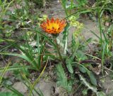 Taraxacum porphyranthum