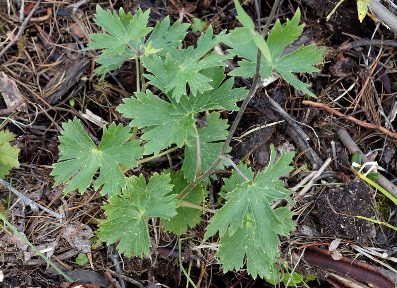 Изображение особи Delphinium ochotense.