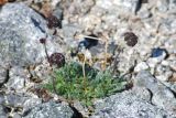 Artemisia globularia