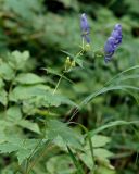 Aconitum fischeri. Верхушка цветущего побега. Камчатский край, Петропавловск-Камчатский, Никольская сопка, восточный залесенный склон. 16.08.2016.