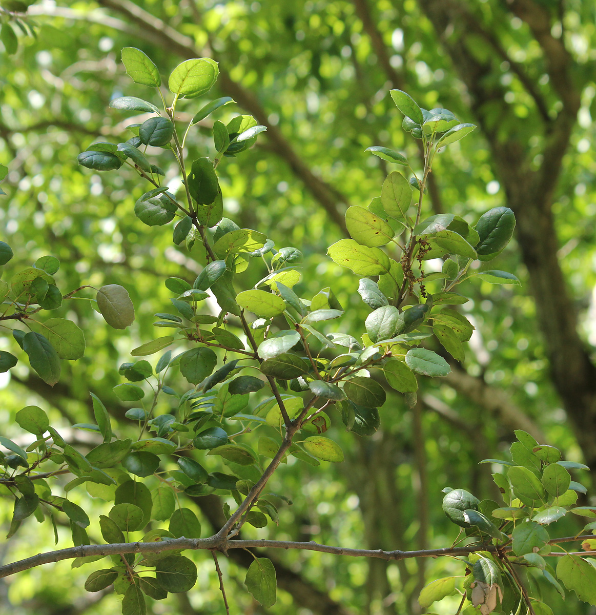Image of Quercus agrifolia specimen.