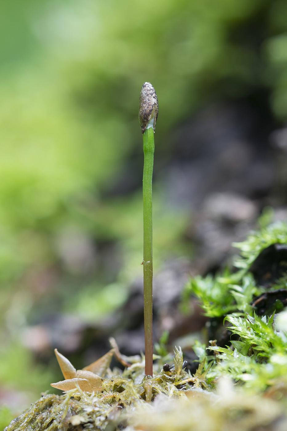 Изображение особи Pinus sylvestris.