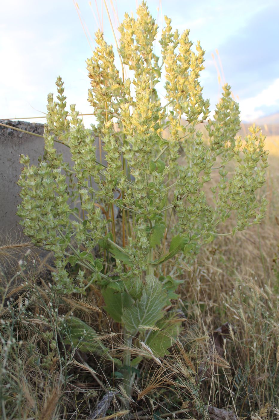 Изображение особи Salvia aethiopis.