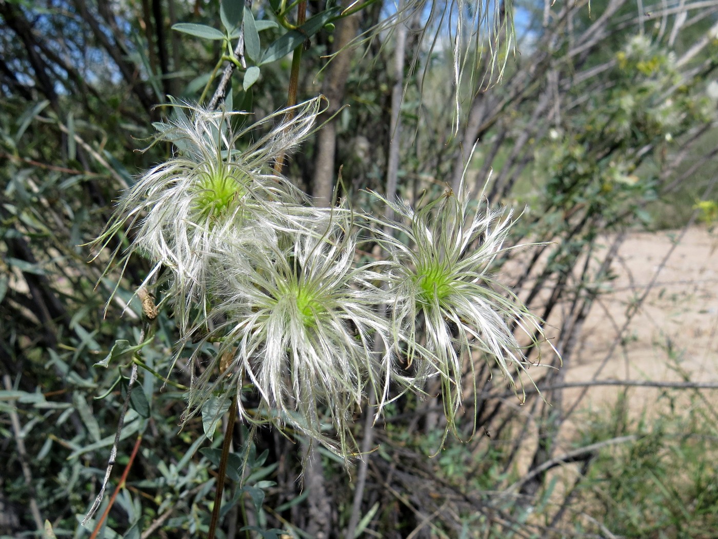 Изображение особи Clematis orientalis.