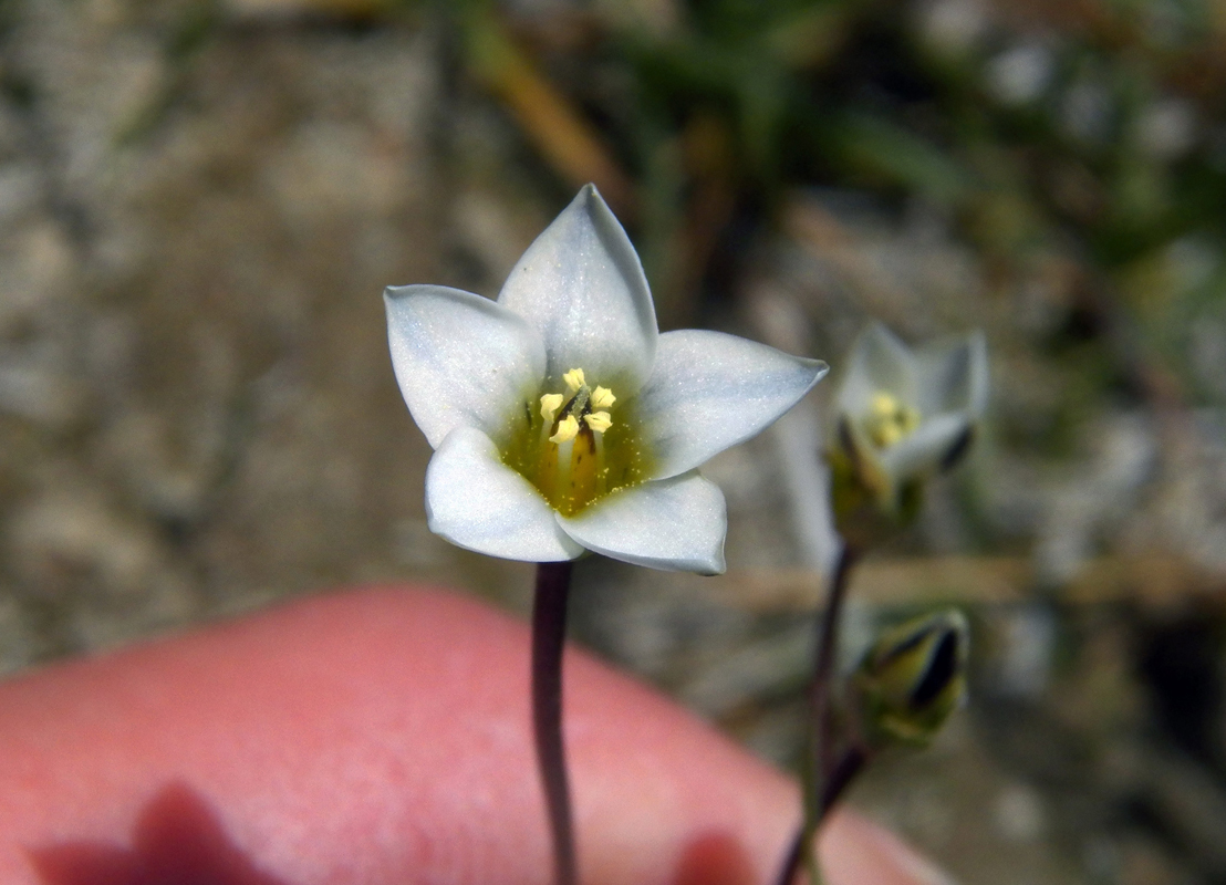 Изображение особи Pleurogynella brachyanthera.