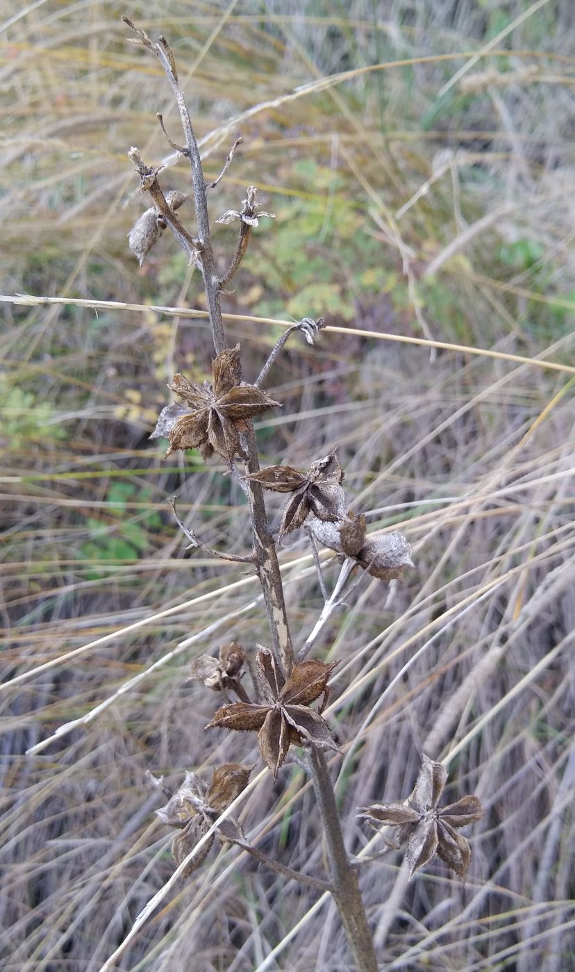 Изображение особи Dictamnus caucasicus.