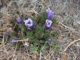 Pulsatilla tenuiloba