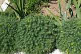 Euphorbia cyparissias