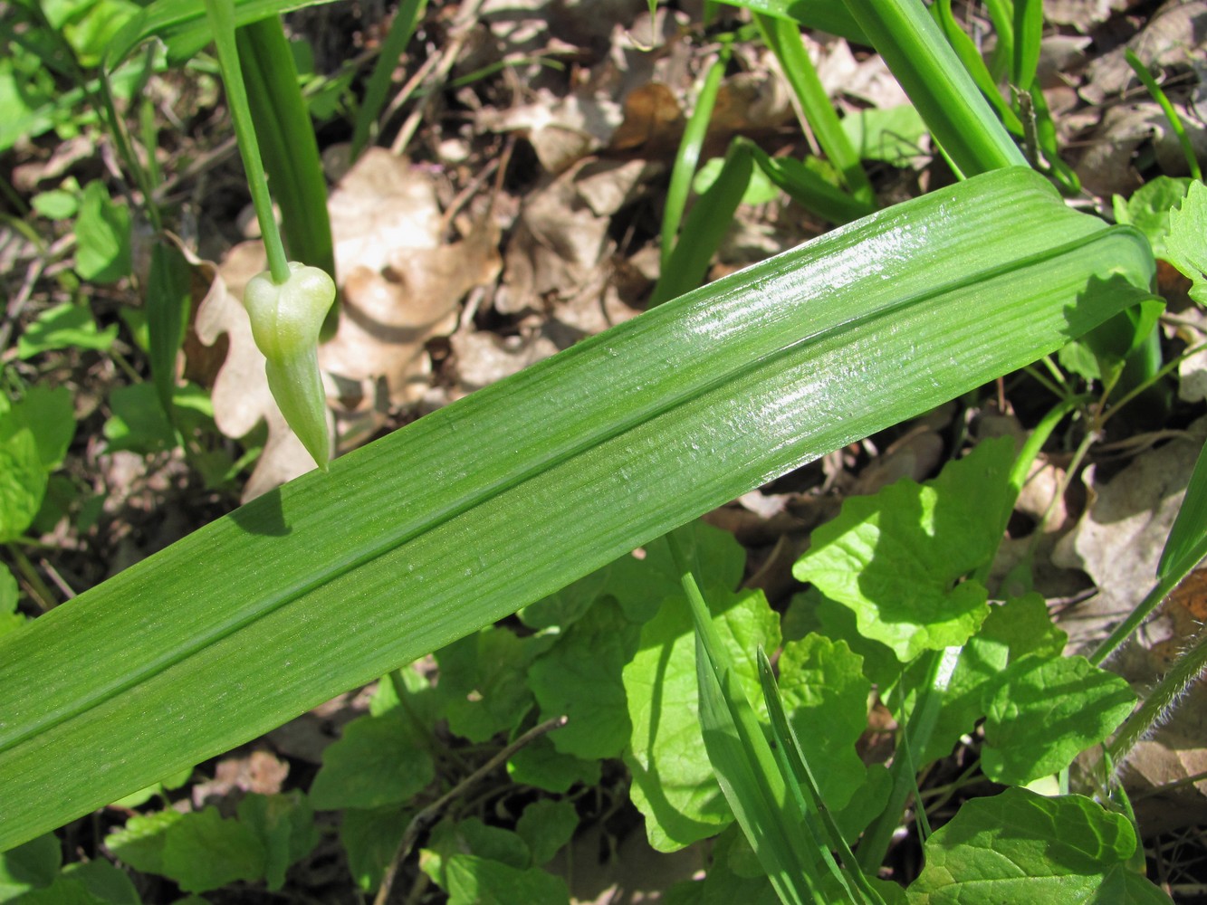 Изображение особи Allium paradoxum.