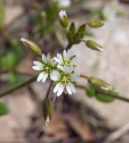 Cerastium holosteoides. Соцветие с цветками и бутонами. Магаданская обл., окр. г. Магадан, побережье бухты Нагаева, устье ручья, среди камней. 13.07.2019.