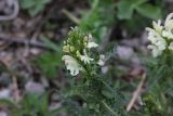 род Pedicularis