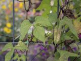 Ipomoea lobata. Листья. Москва, БС МГУ, цветник. 01.09.2021.