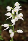 Cephalanthera longifolia. Соцветие. Дагестан, Магарамкентский р-н, окр. с. Хтун-Казмаляр, Самурский лес. 7 мая 2022 г.