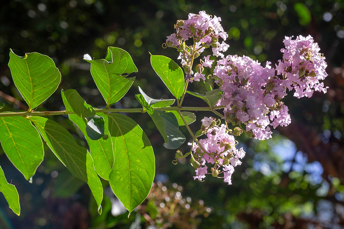 Изображение особи Lagerstroemia indica.